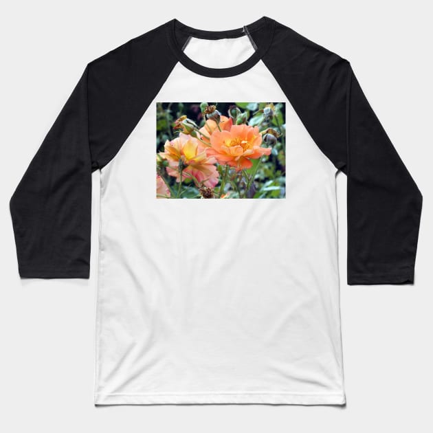 Peach Coloured Roses Baseball T-Shirt by pinkal